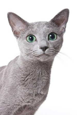 russian blue ロシアンブルー